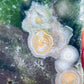 Collection ! Amazing Orbicular Ocean Jasper Agate Druzy Slab Reiki Stone Gift 04
